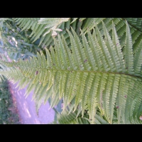 Fougere - Dryopteris Affinis subsp Affinis (fam Dryopteridacees) (Europe, Asie) (2)